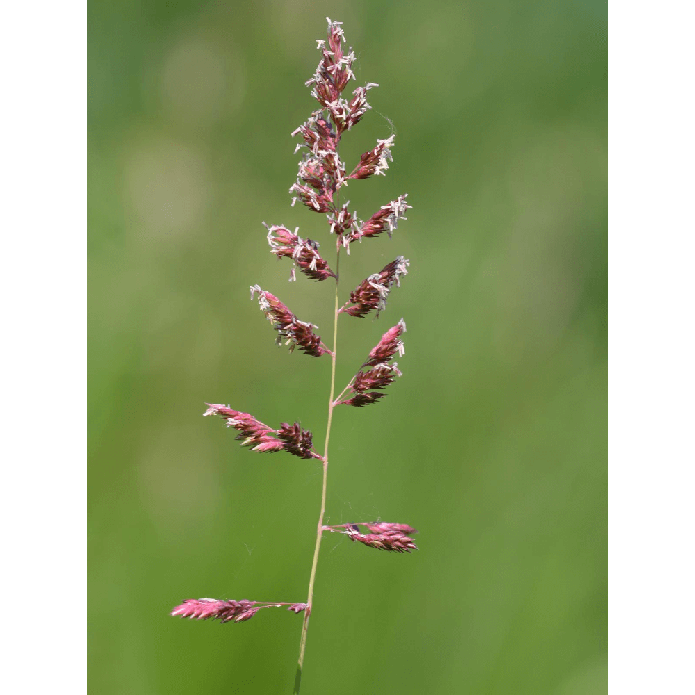 Teichrand Phalaris arundinacea Havelmielitz Teich 500 Samen Rohrglanzgras 