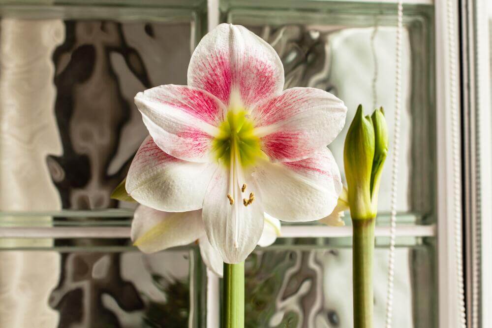 Hippeastrum in weiß mit roten Blütenadern