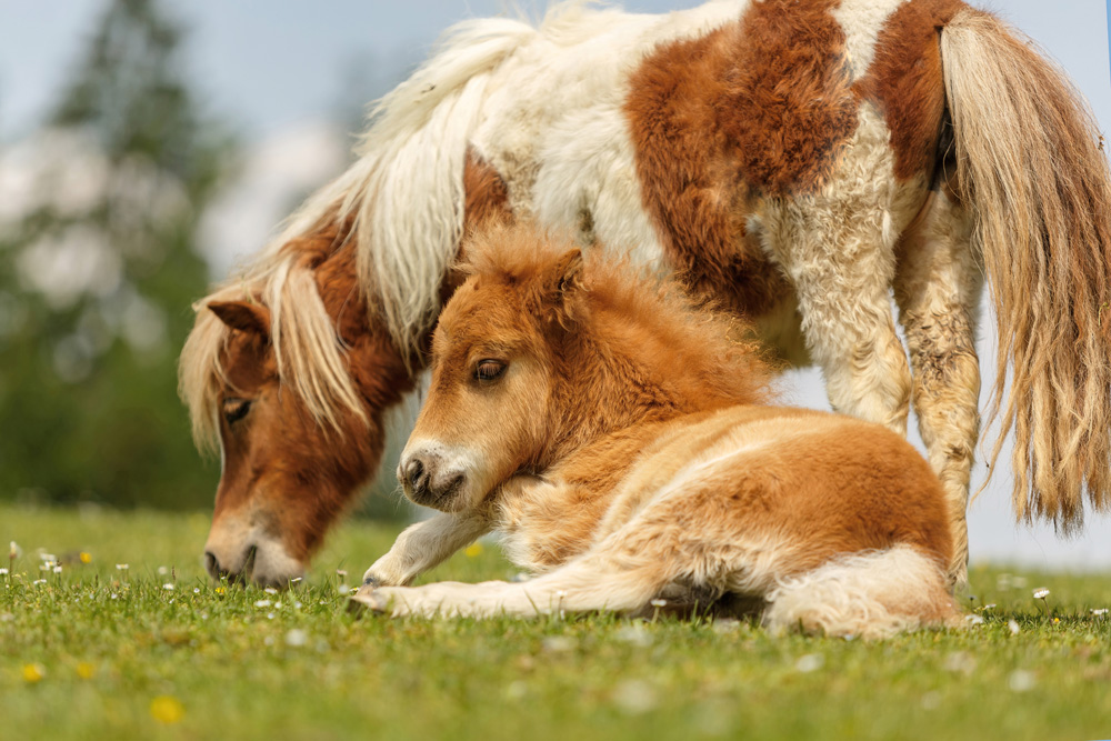 Fohlen mit Stute entspannt im Gras