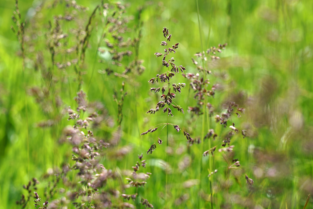 Poa Pratensis wiegt sich im Wind