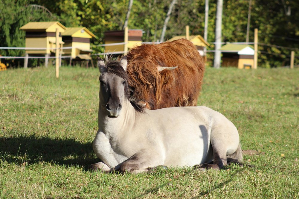 Pferd und Rind weiden gemeinsam