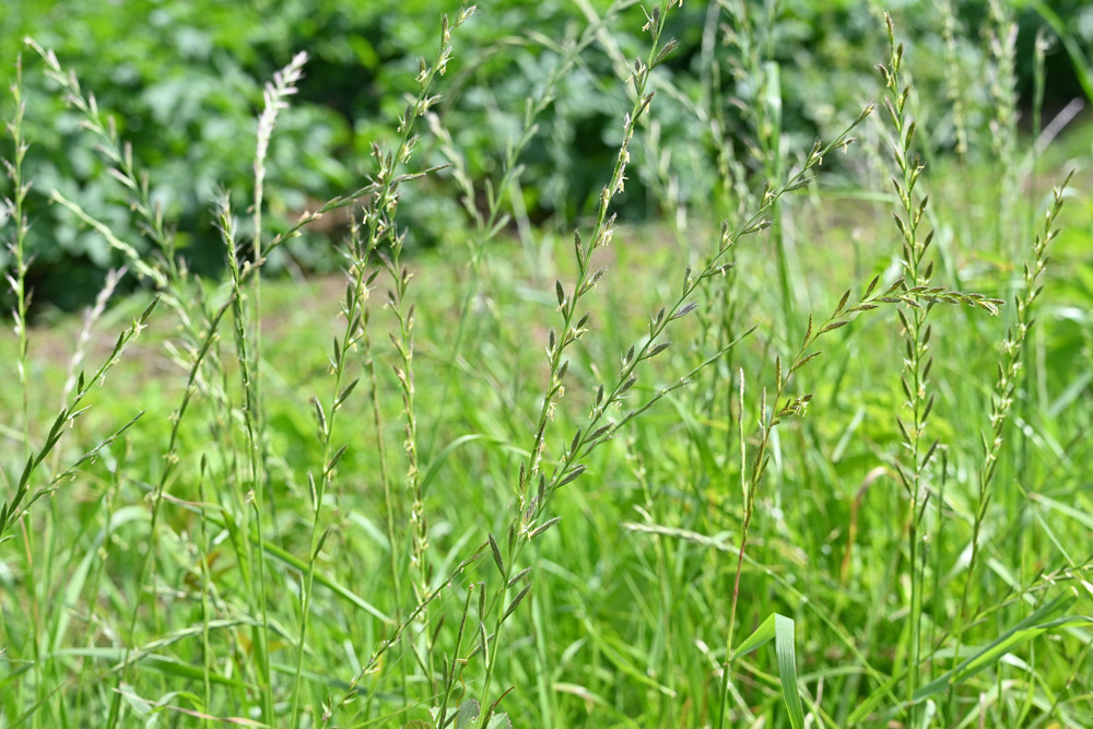 Lolium Perenne Gräser