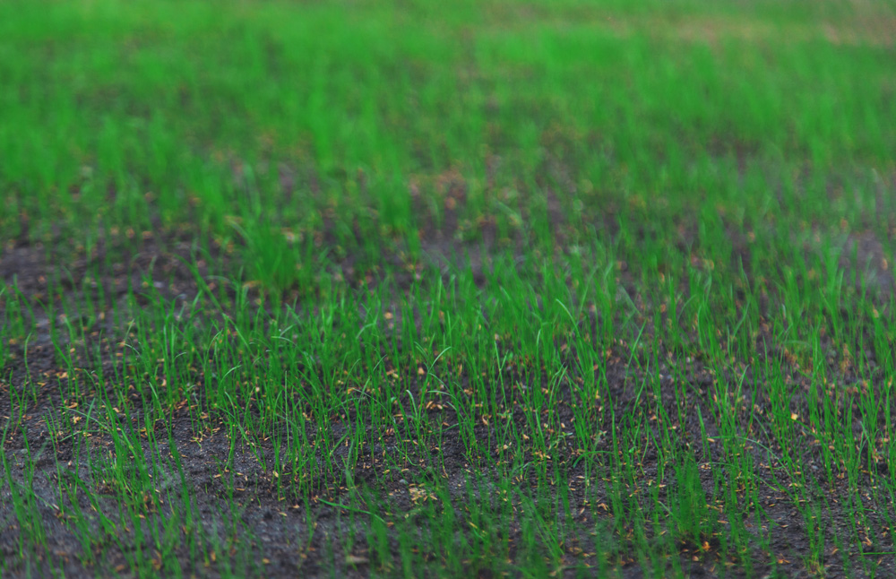 Rasen im Herbst aussäen