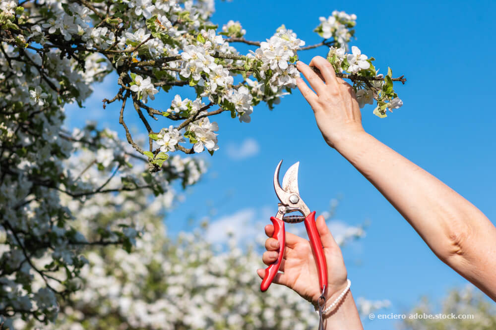 Kirschblüten