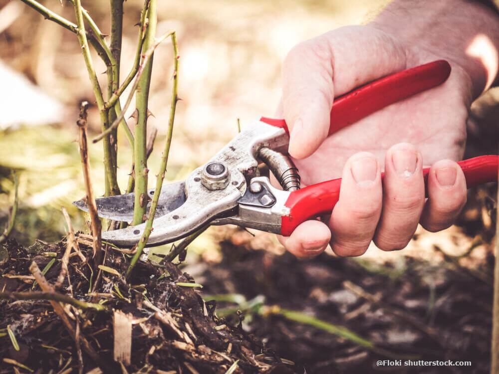 Kräftiges Kürzen sorgt für Blüten