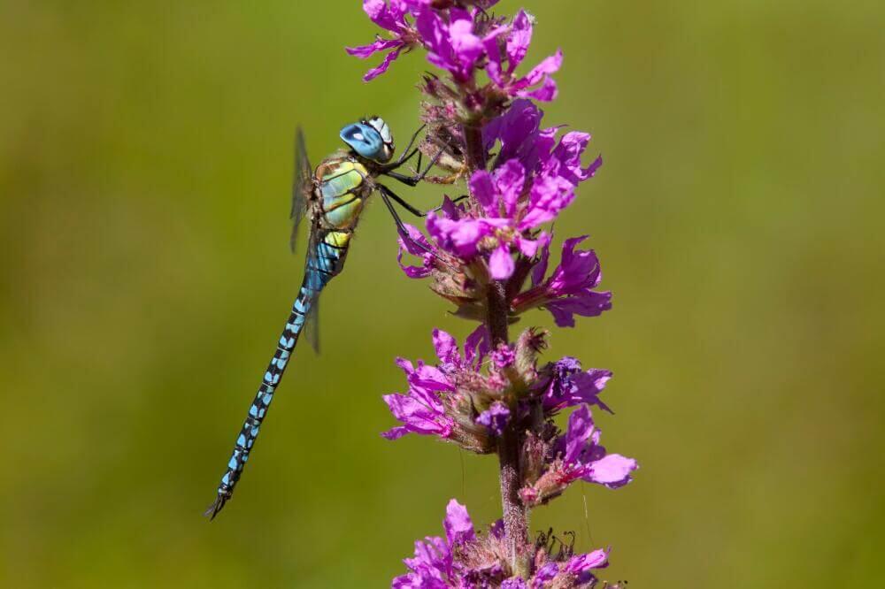 Libelle auf Blutweiderich