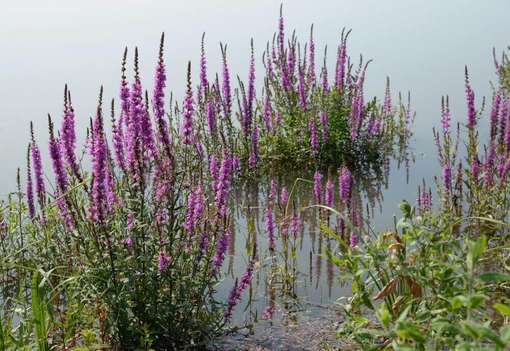 Blutweiderich wächst gerne nah am Wasser