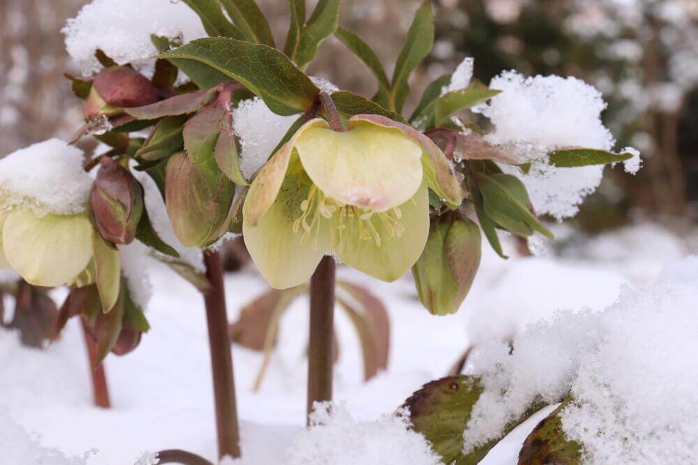 Christrose im Schnee