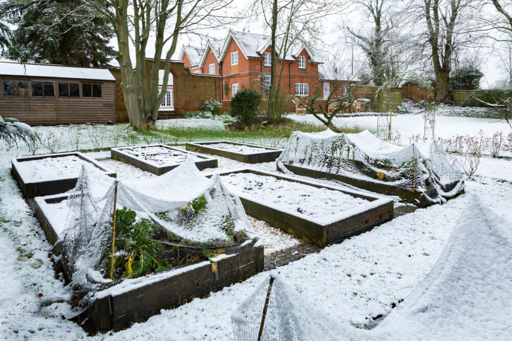 Verschneiter Wintergemüsegarten