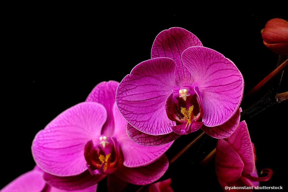 Orchideen