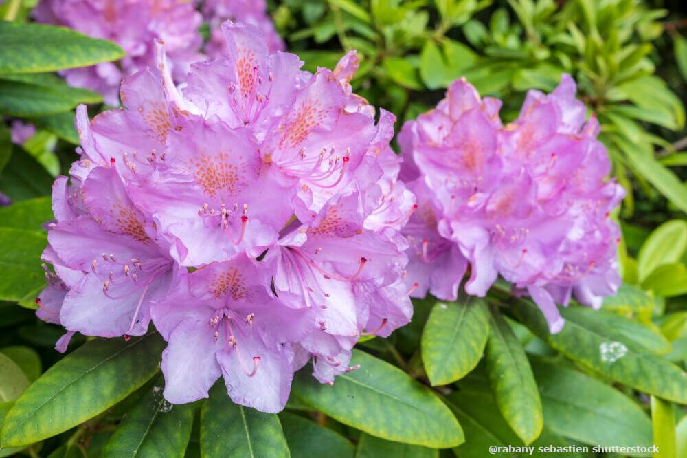 Rhododendren