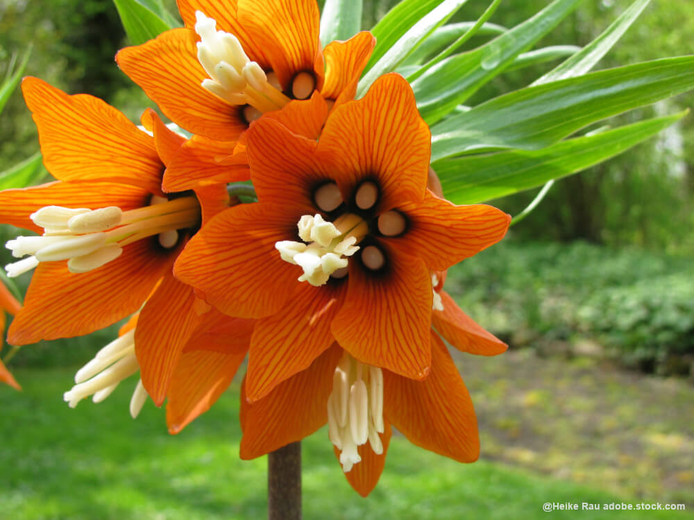 Kaiserkrone in orange