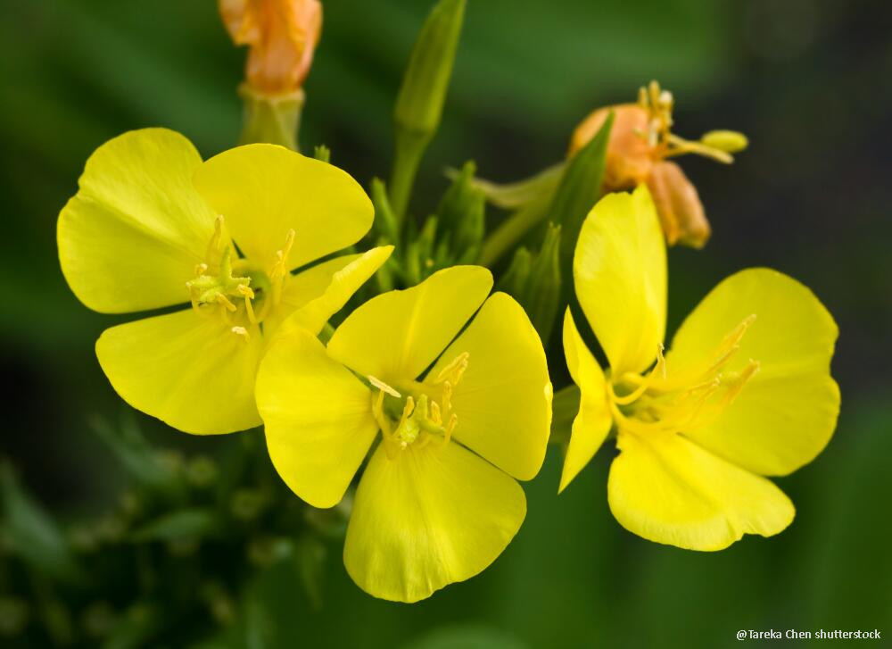 Nachtkerzenblüte