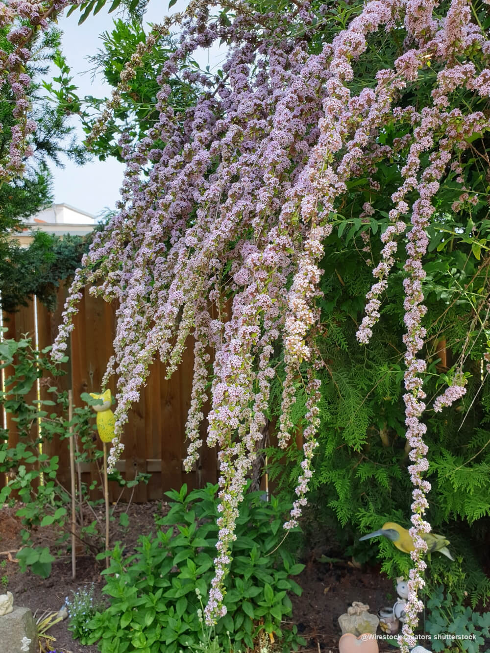 Buddleja alternifolia