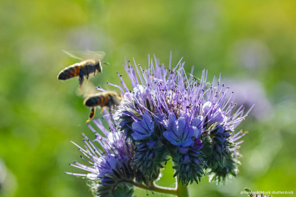 Trägt seinen Namen zu Recht: Bienenfreund