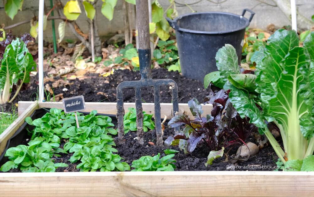 Beet mit Spatengabel