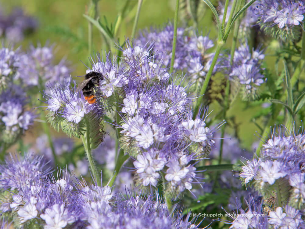 Phacelia