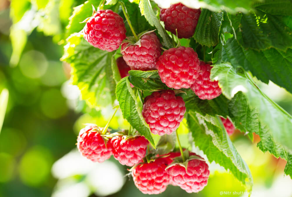 Himbeeren