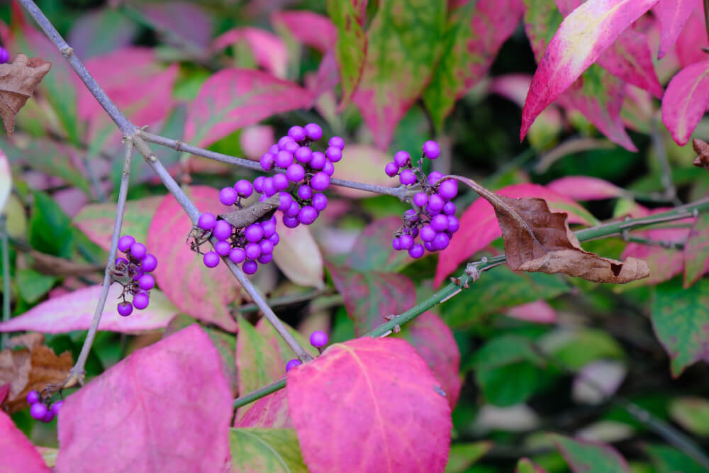Amerikanische Schönfrucht leuchtet in Violett