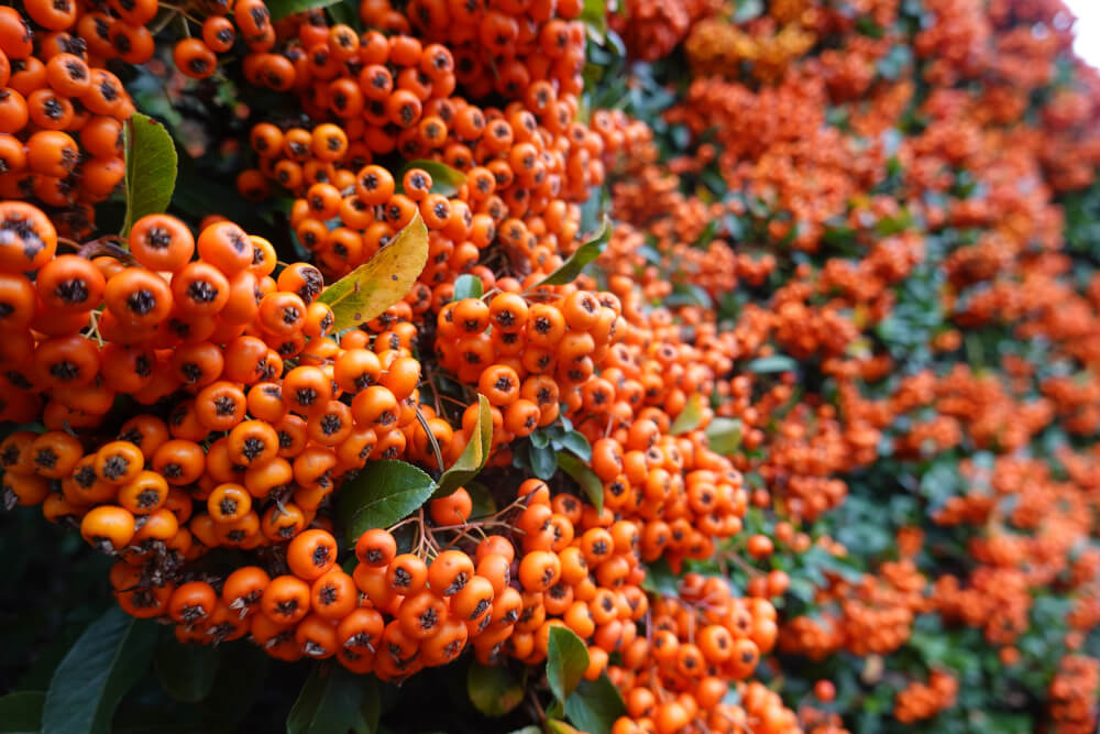 Europäischer Feuerdorn mit leuchtend orangen Beereb
