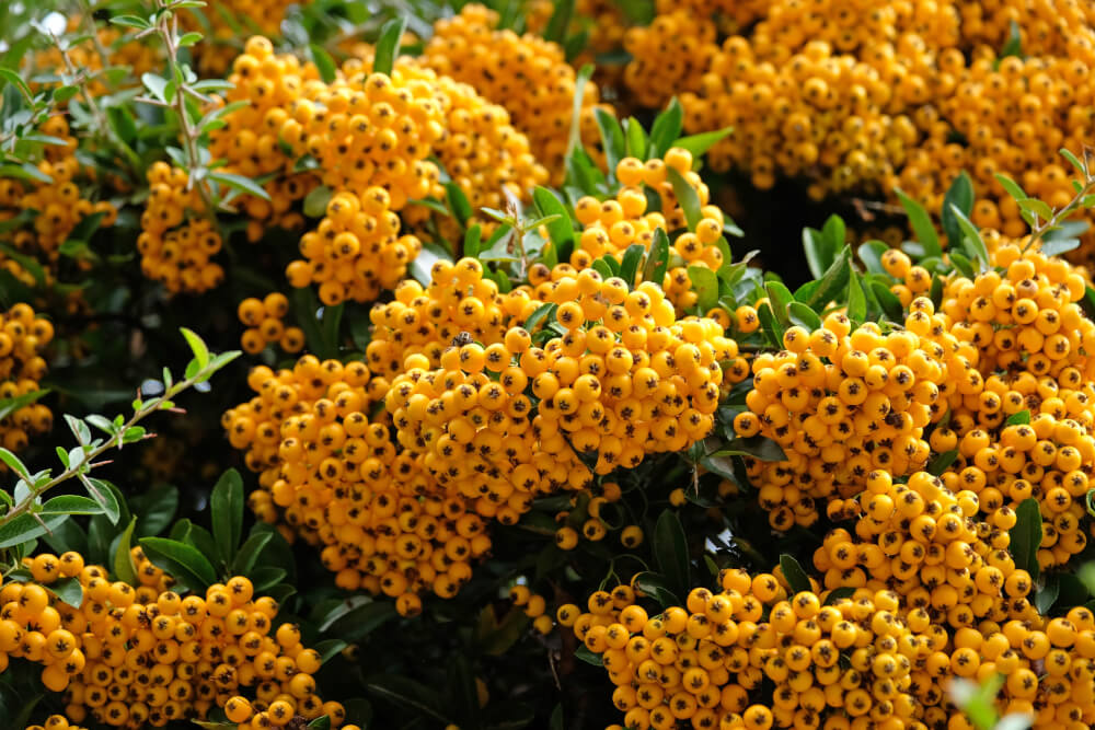 Beeren des Mittelmeer-Feuerdorns in kräftigem Gelb