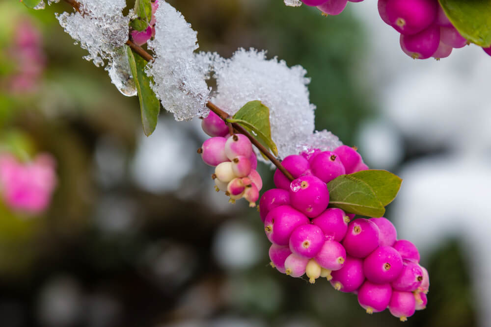Die Korallenbeere strahlt in kräftigem Pink
