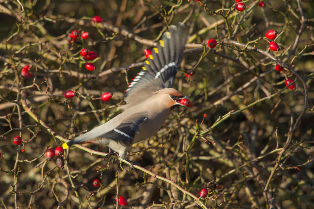 Seidenschwanz (Bombycilla garrulus) mit Hagebutte im Schnabel