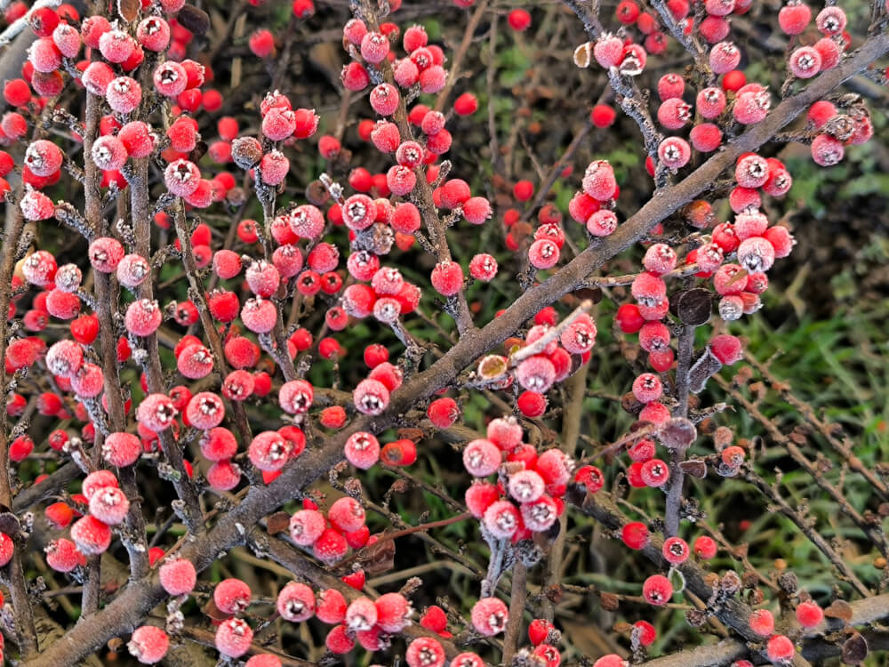 Rote Beeren des Cotoneasters mit Frost überzeogen
