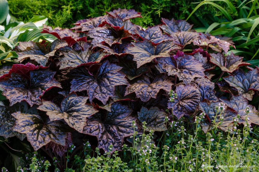 Heuchera