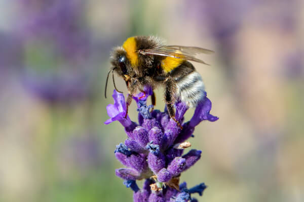 Lavendel ist ein Bienenfreund