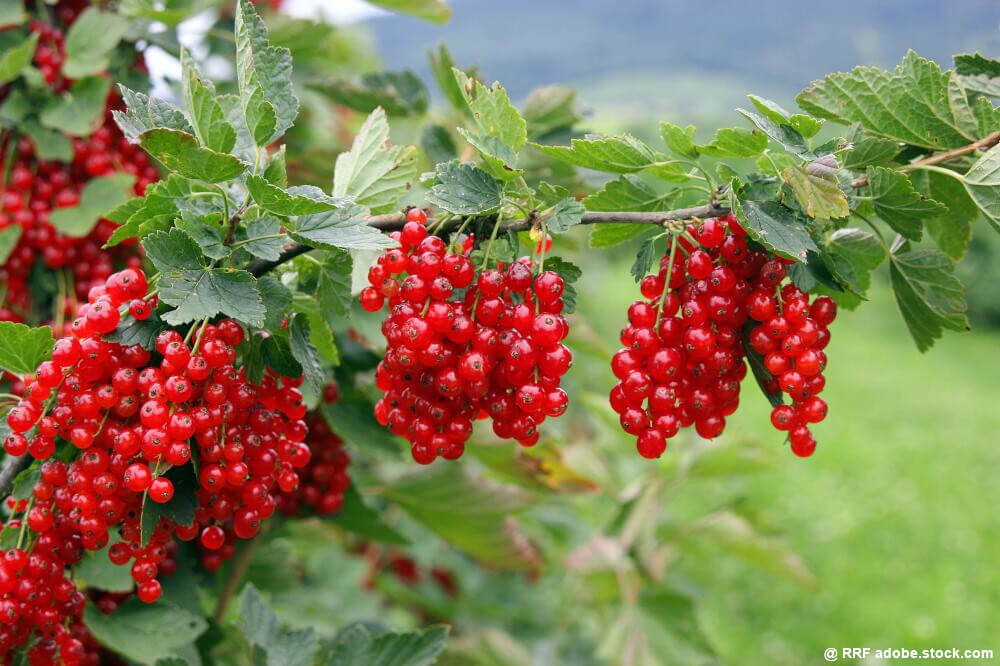 Rote Johannisbeeren