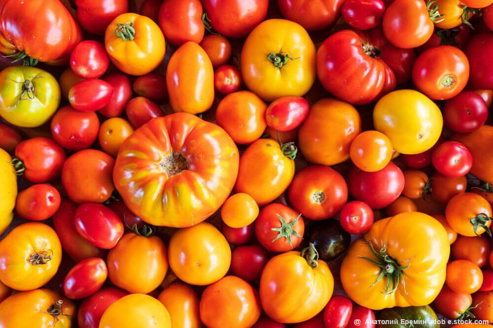 bunte Tomaten