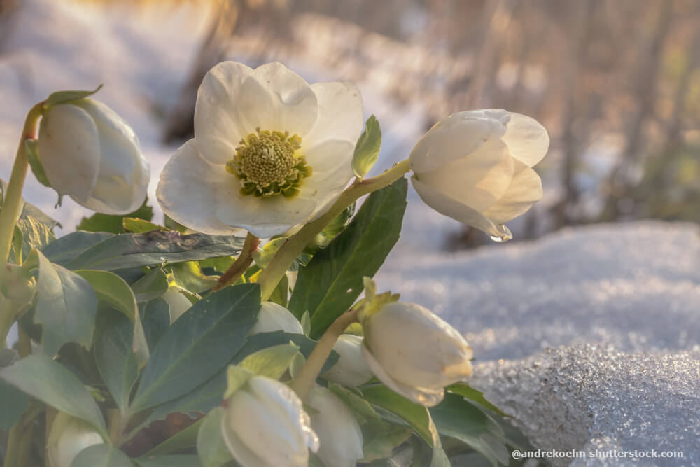 Christrose im Schnee