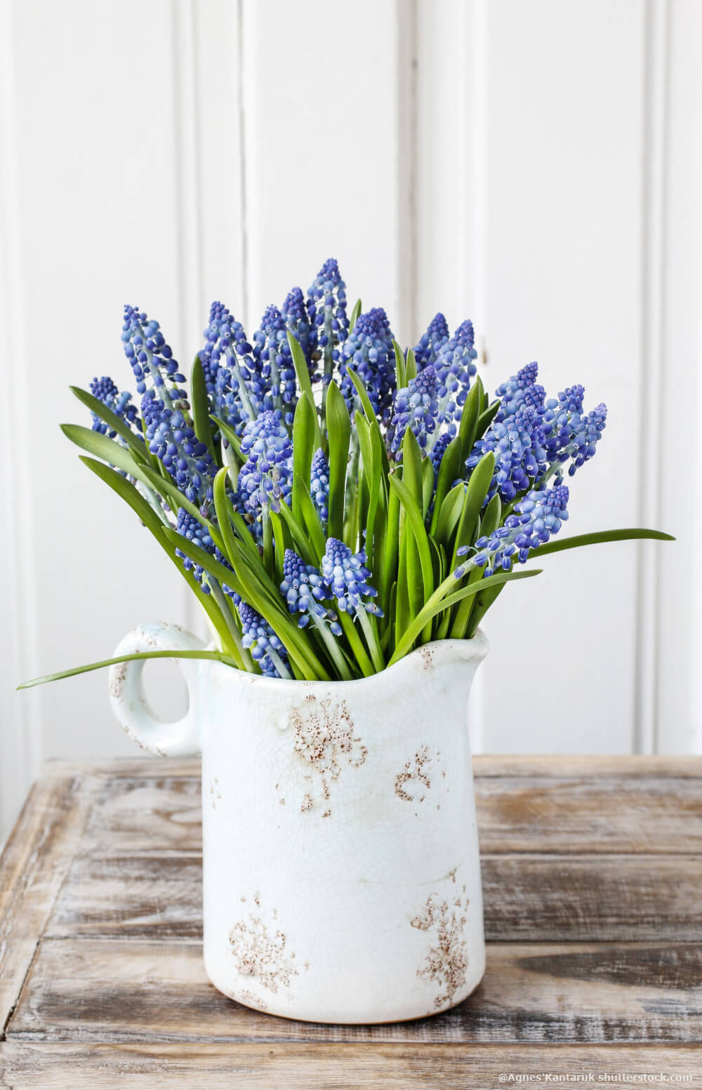 Blumen in Vase