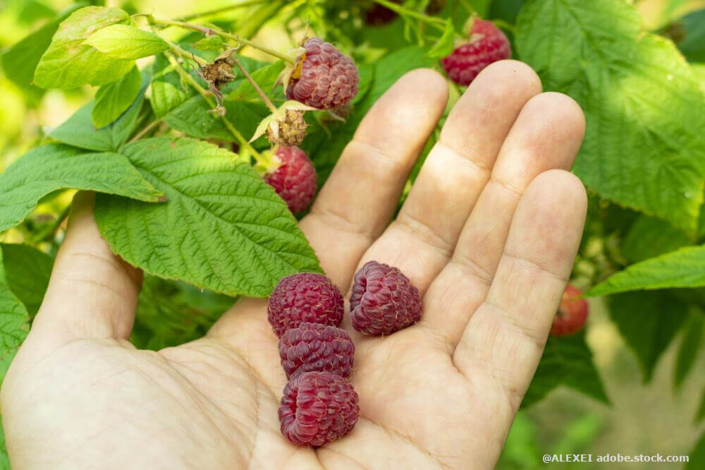 Kinder Himbeeren