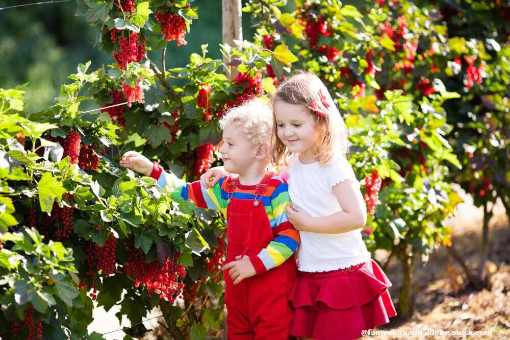 Kinder Johannisbeeren 