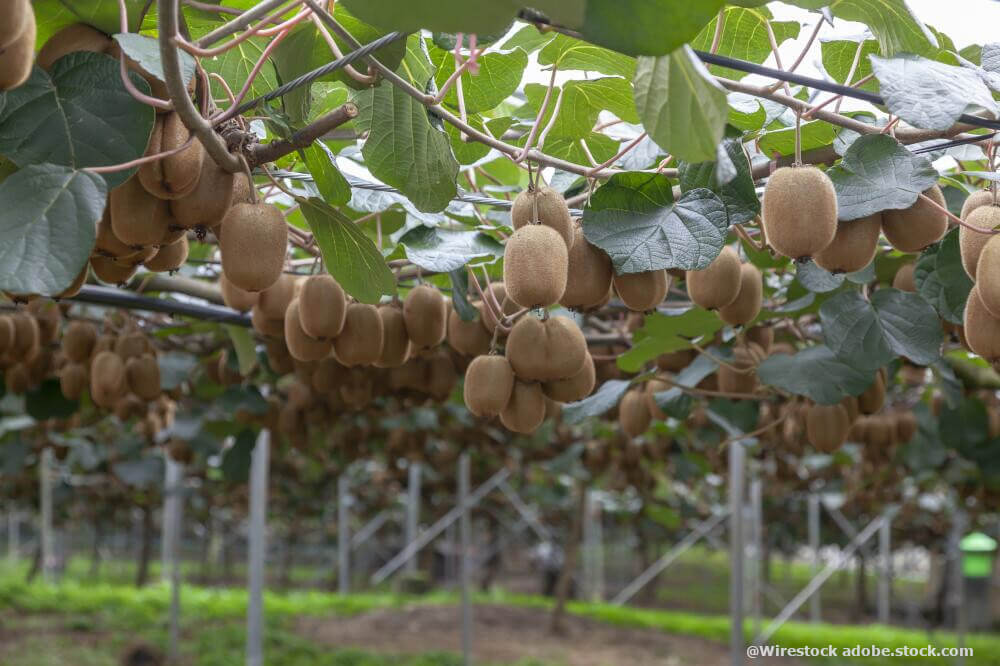 Kiwis