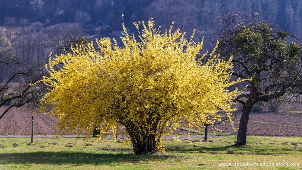 blühende Forsythie