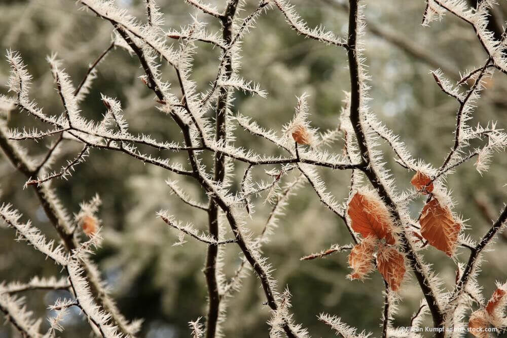 Äste mit Frost