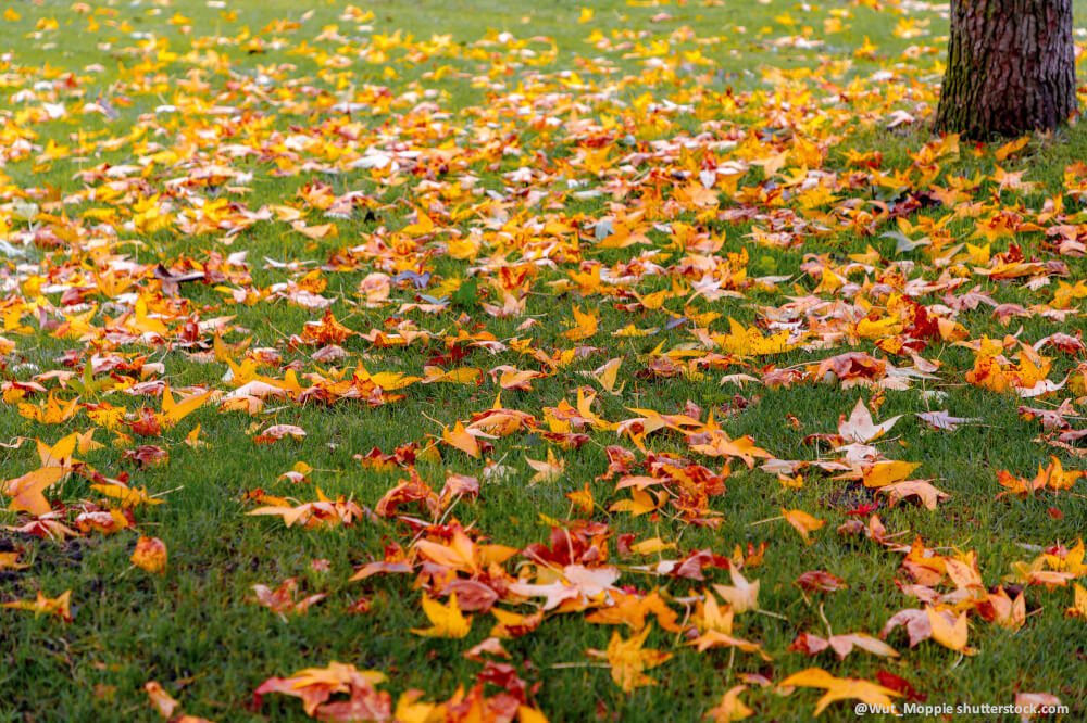 Herbstlaub