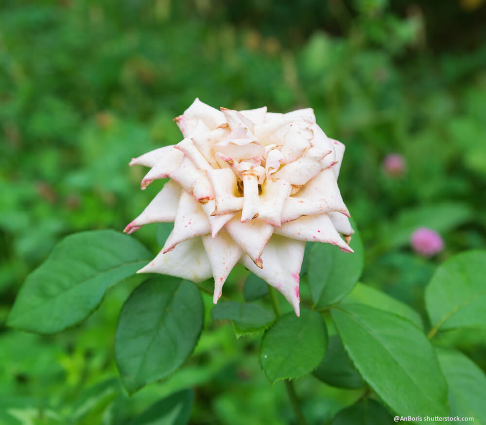 Rosenblüte