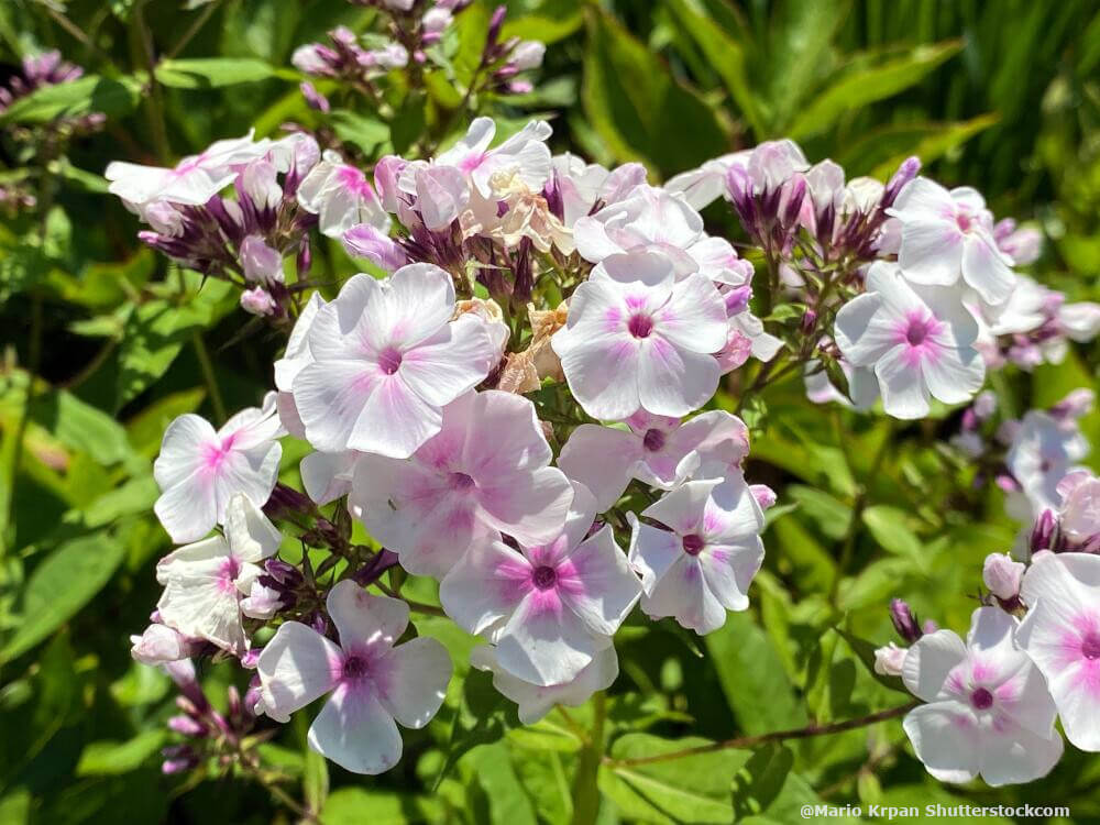 Phlox