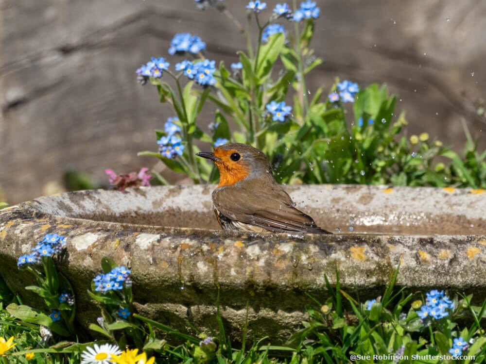 rotkehlchen