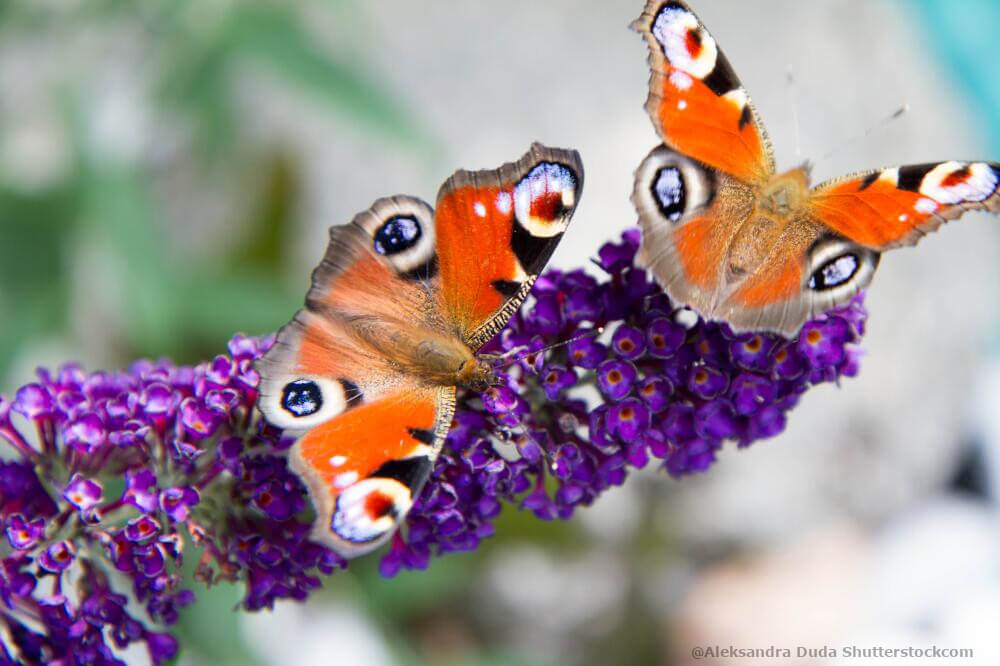 Tagpfauenauge auf Sommerflieder