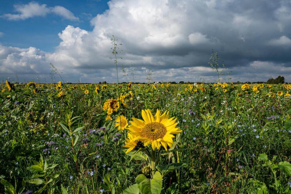 Sonnenblumen in Zwischenfruchtmischung