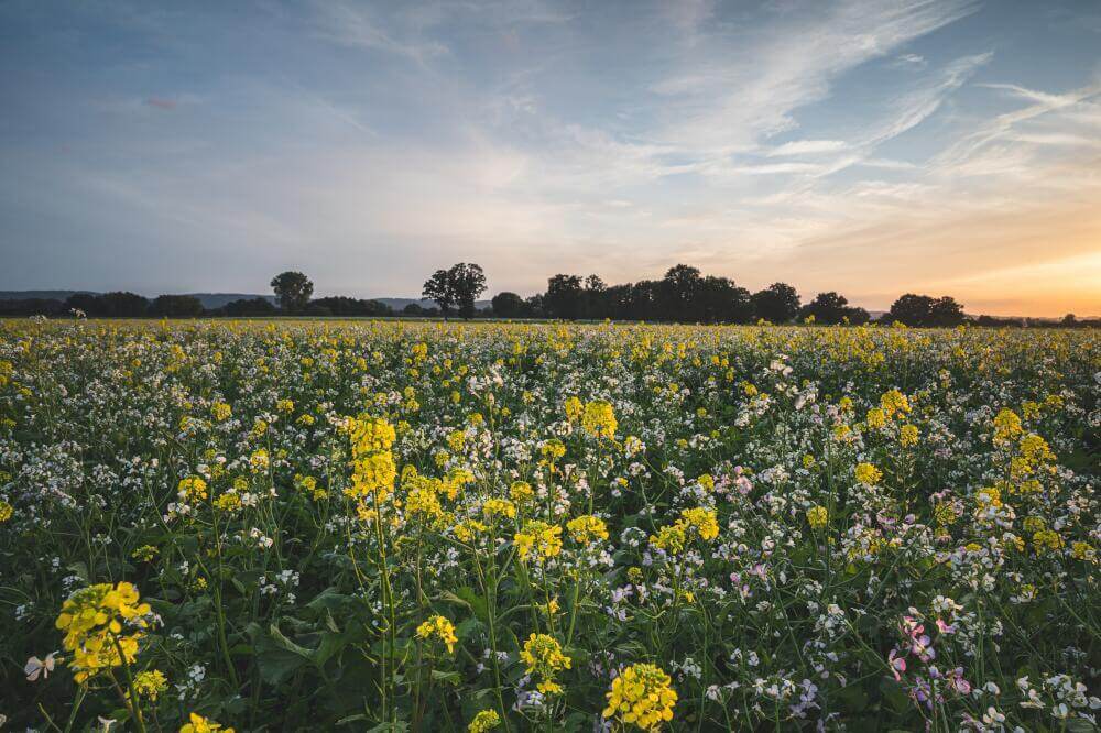 Bunte Zwischenfruchtmischung am Horizont