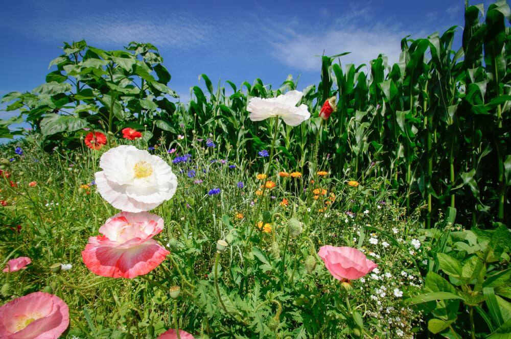 Zwischenfrüchte vor Maisfeld