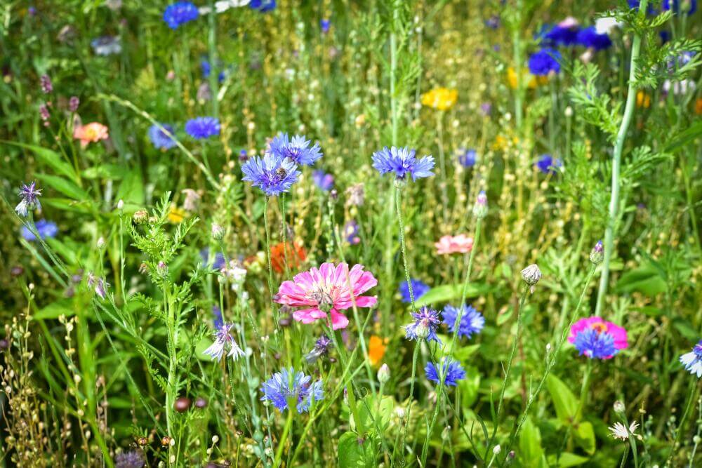 Kornblumen in Zwischenfrüchten