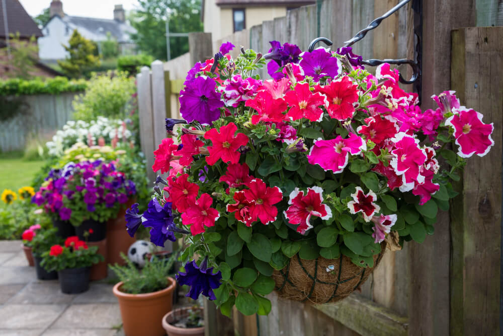 Blumenampeln von allen Seiten bepflanzen 