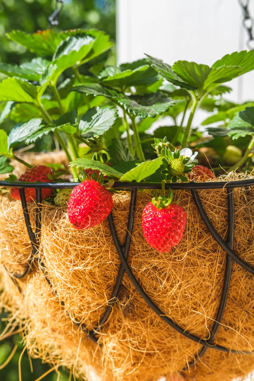 Selbst Erdbeeren mögen Hanging Baskets